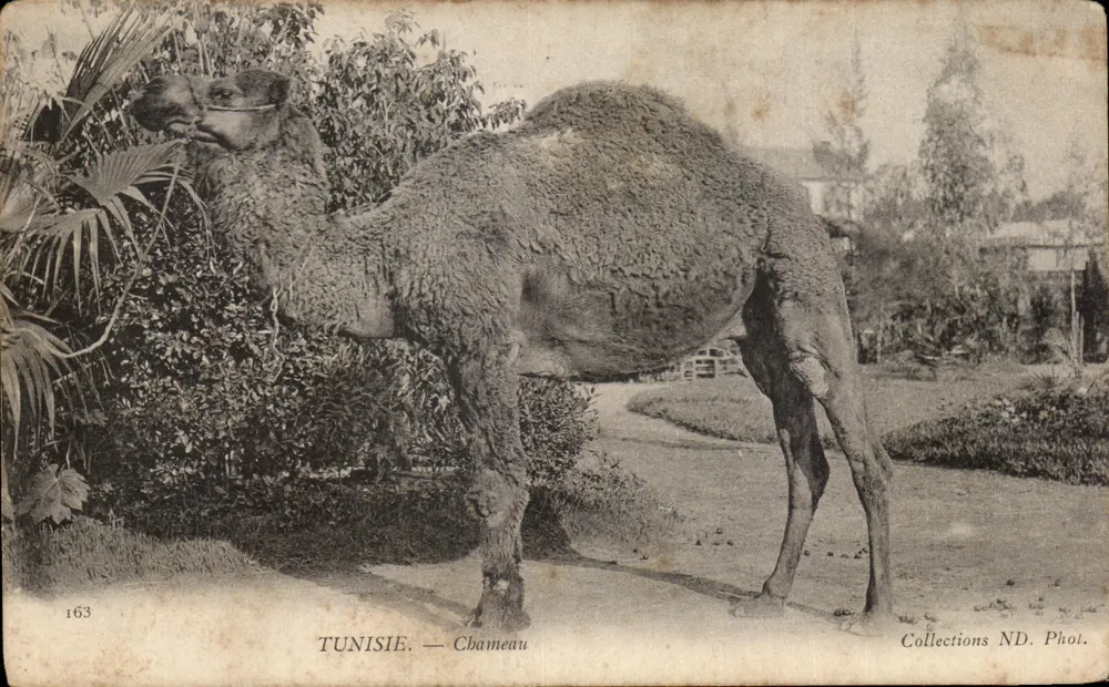 Tunisia — Cammello — Collezioni ND. Fot. n°163 - Recto