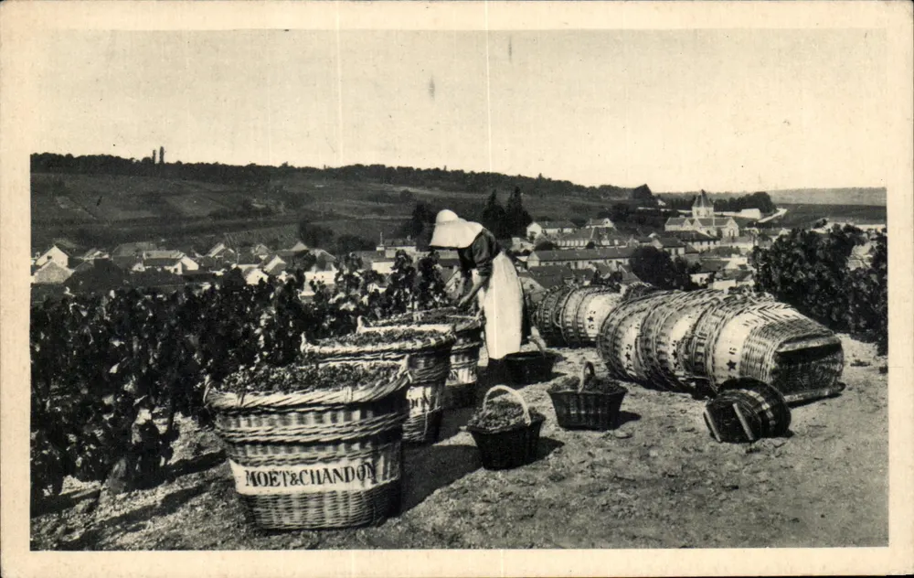 Traubenpflücken — Mesnil-sur-Oger — Moët & Chandon - Vorderseite