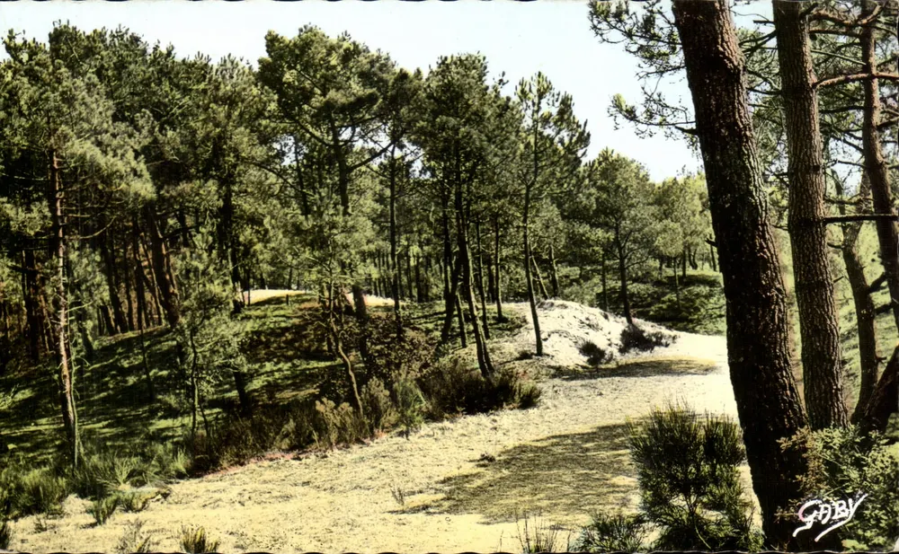 Floresta de Saint-Brevin — vista da floresta — Gaby - Frente