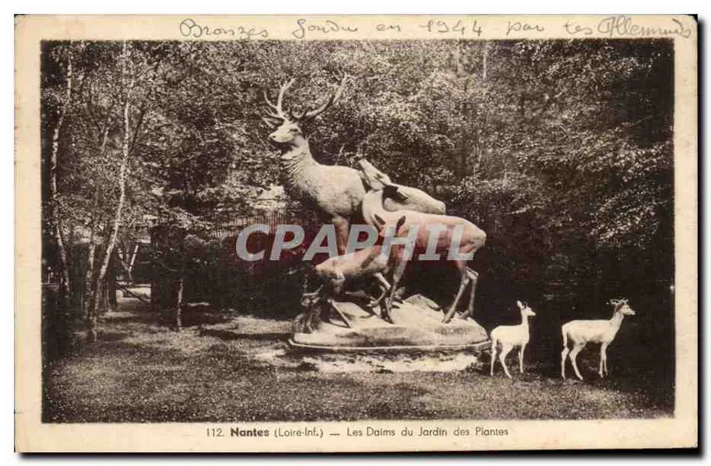 Nantes (Loire-Inf.) — Die Stiere im Jardin des Plantes — Verlag J. Nozais, Avenue du Cateau - Vorderseite