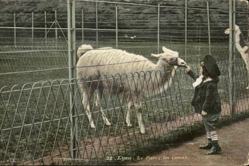 Lyon - Het Park, de llamas — uitgever L.Y. & Cie, n°22 - Voorkant
