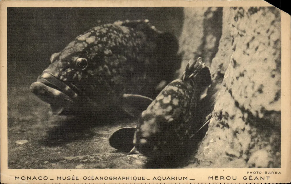 Monaco — Ozeanografisches Museum — Aquarium — Riesengarnelen — Photo Barba - Vorderseite