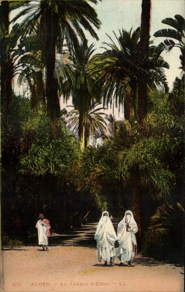 Algier - Im Versuchsgarten — LL, Nr. 255 - Vorderseite