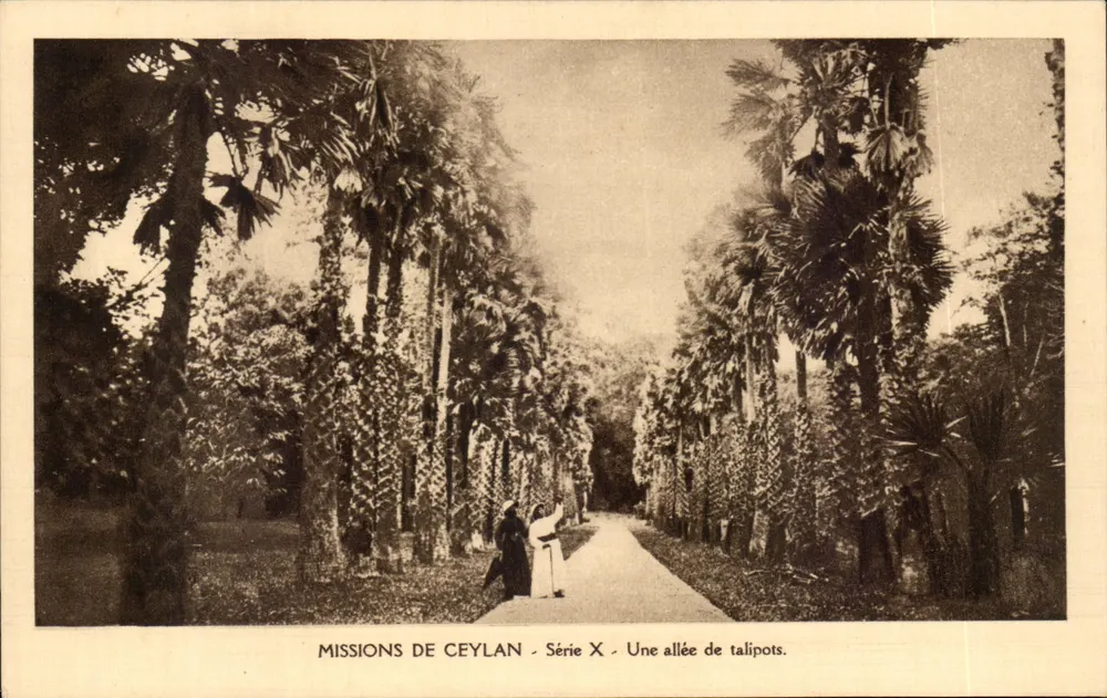 Ceylon — Eine Reihe von Talipoten — Missionen Ceylon, Serie X - Vorderseite