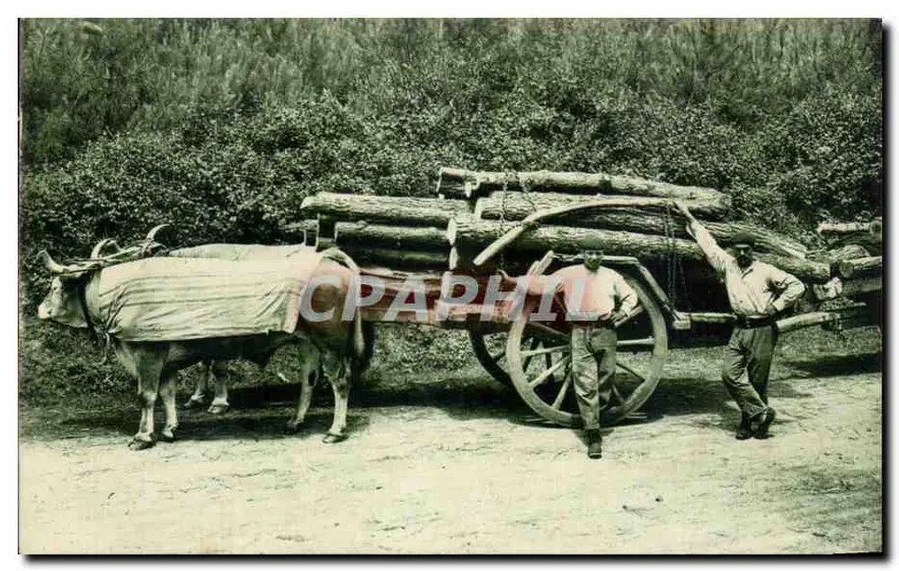 Attelage de Bœufs — Type Basque — Phototypie Mared Delibig, Bordeaux - Frente