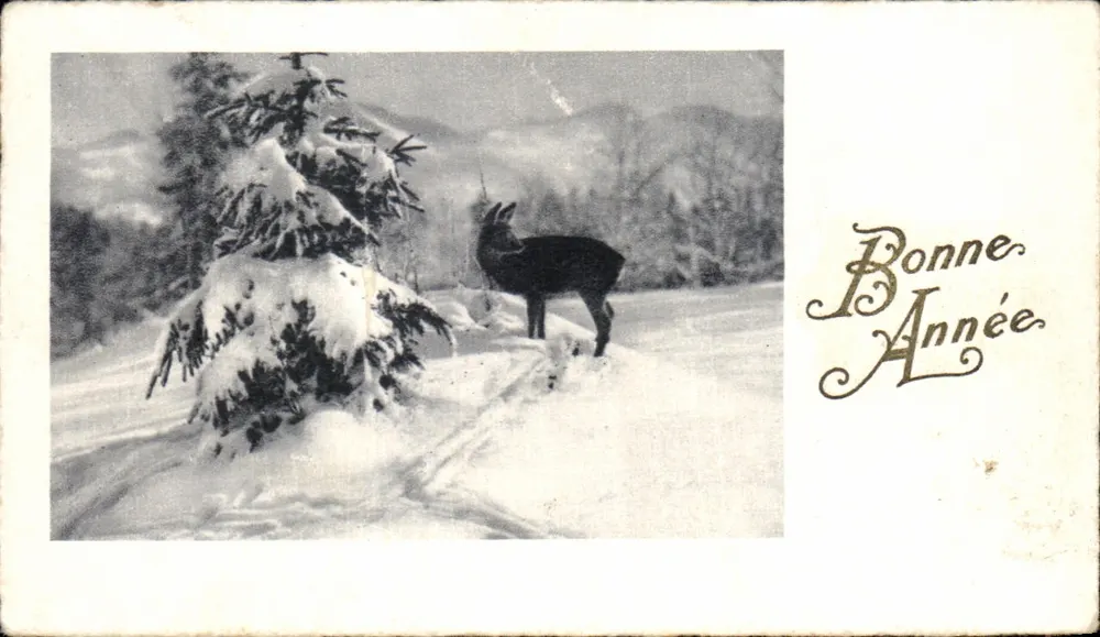 Wildes Schaf in der Schnee — Frohe Neujahr — Verlag unbekannt, Seriennummer nicht sichtbar - Vorderseite