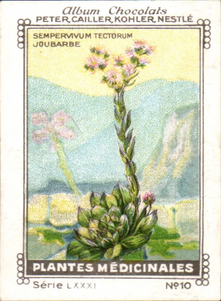 Joubarbe — Heilpflanzen — Album Chocolats Peter, Cailler, Kohler, Nestlé, Serie LXXXI, N°10 - Vorderseite