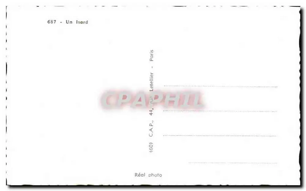 Um Isard — montanhas nevadas — C.A.P., Paris - Verso
