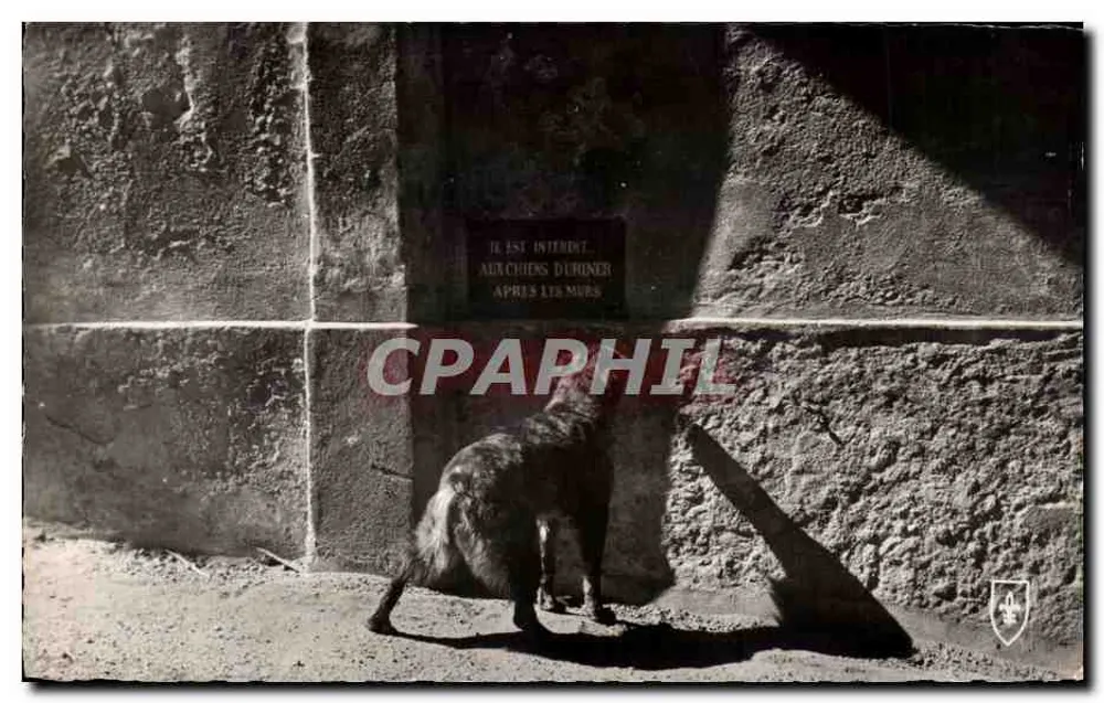 Kat voor een muur — inscriptie 'HET IS VERBODEN VOOR HONDEN OM TE URINEREN VOOR DE MUUR' — Éditions du LYS - Voorkant