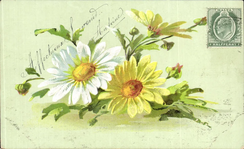 Flores — margaridas e girassóis — editor desconhecido, número de série não visível - Frente