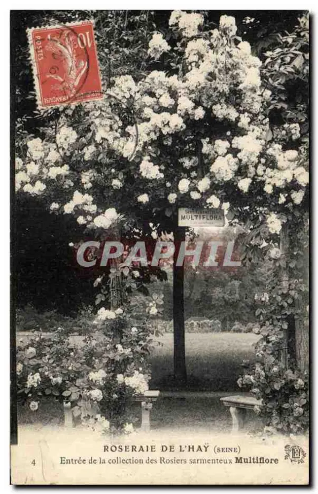Roseraie de l'Hay (Seine) — Eingang zur Sammlung der Multiflora-Kletterrosen — n°4 - Vorderseite