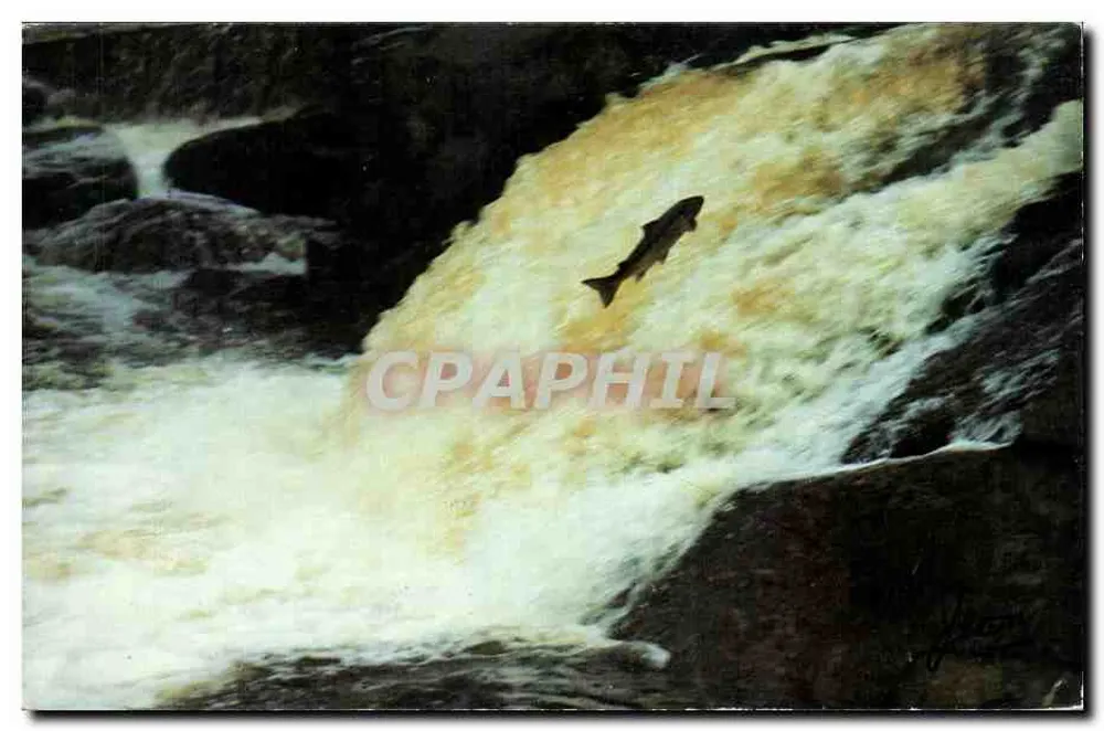 Ouananiche, der über die Fälle der Rivière-aux-Saumons springt (St-Félicien) — CartOlac Inc., C.P. 513, Alma, Québec - Vorderseite