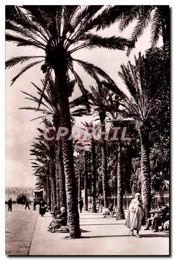 Argel — Avenida dos Palmeiros — Edição L. & Y. Alger - Frente