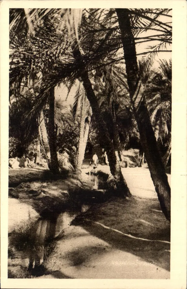 Paesaggio di palme — Vecchio Biskra — SP SA - Recto