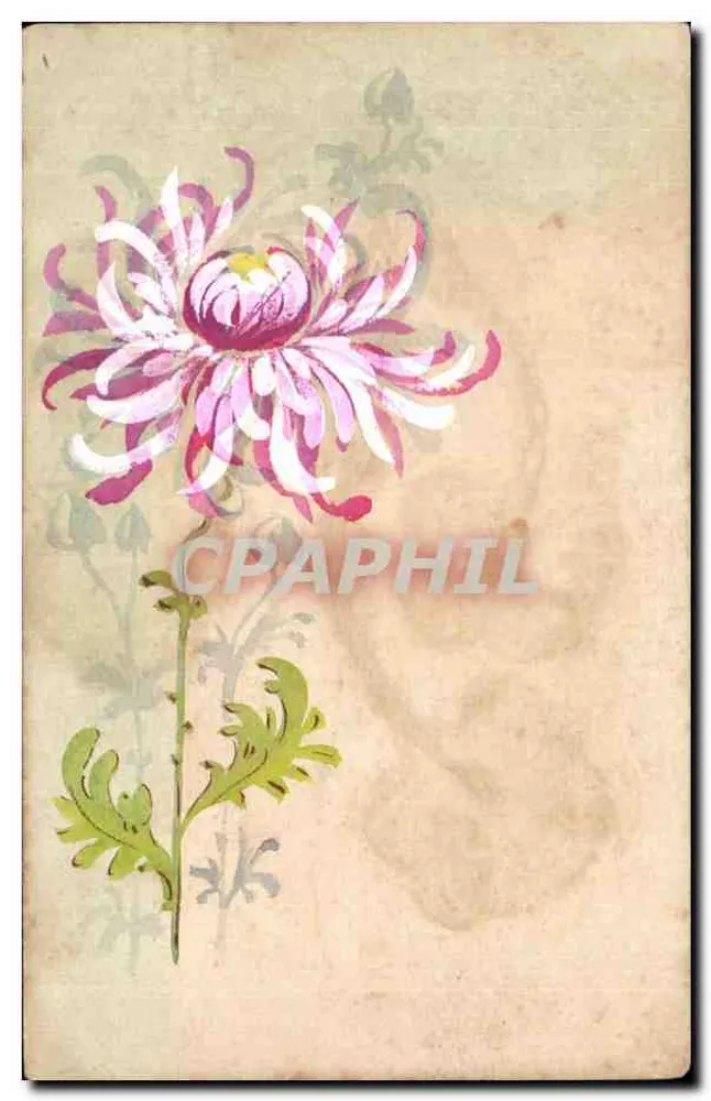Chrysanthemum — ilustracja — wydawca nieznany - Awers