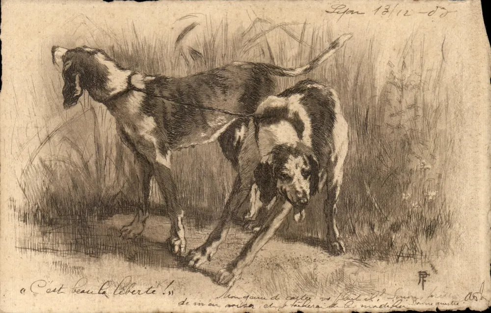 Dwa psy myśliwskie — rysunek ołówkiem — wydawca R. P. n° 65 - Awers