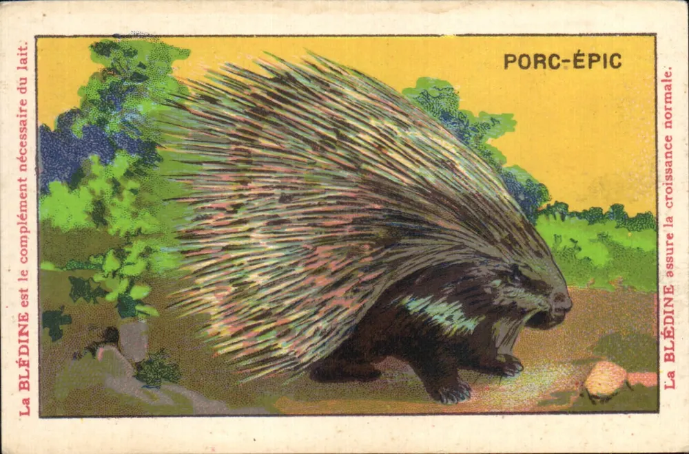 Eichhörnchen — Wildtiere — Blécão - Vorderseite