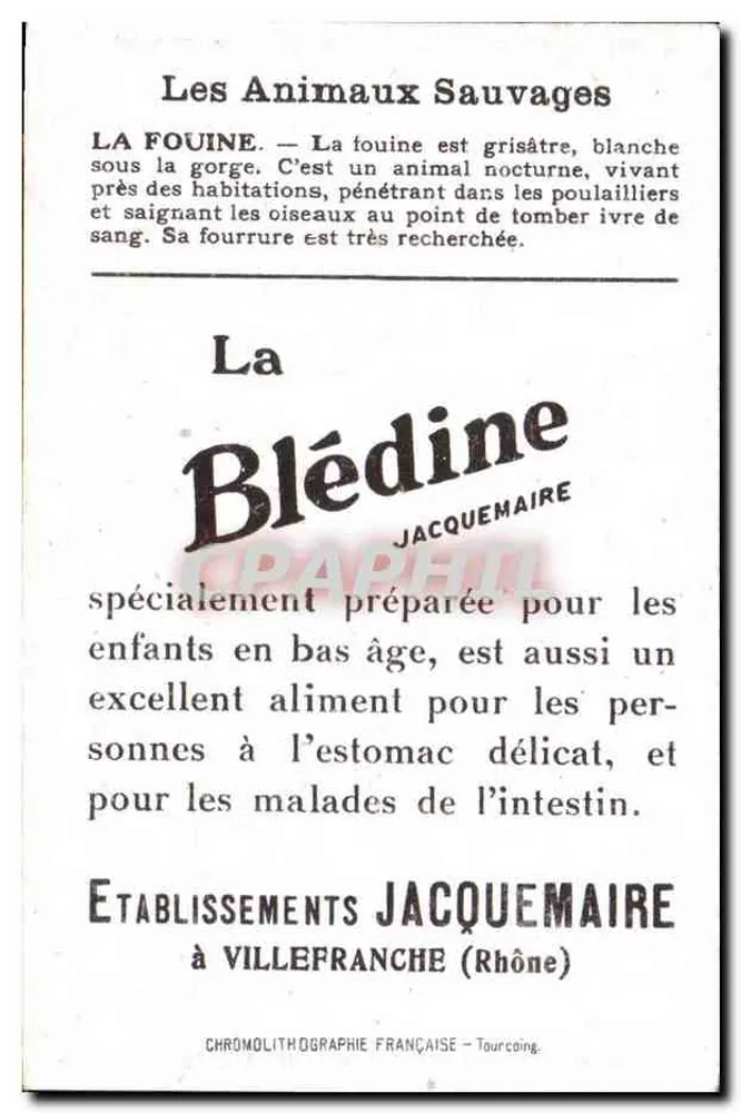 Marder — Wildtiere — Verleger Jacquesmaire - Rückseite