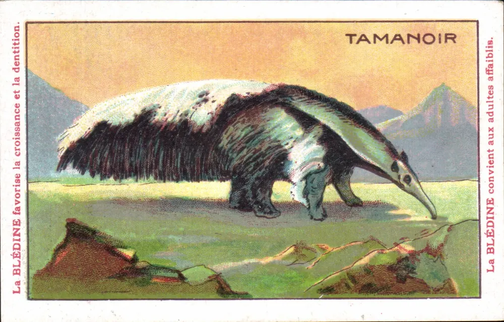TAMANANOIR — Wildtiere — Verlag: Etablissements Jacquemaire - Vorderseite