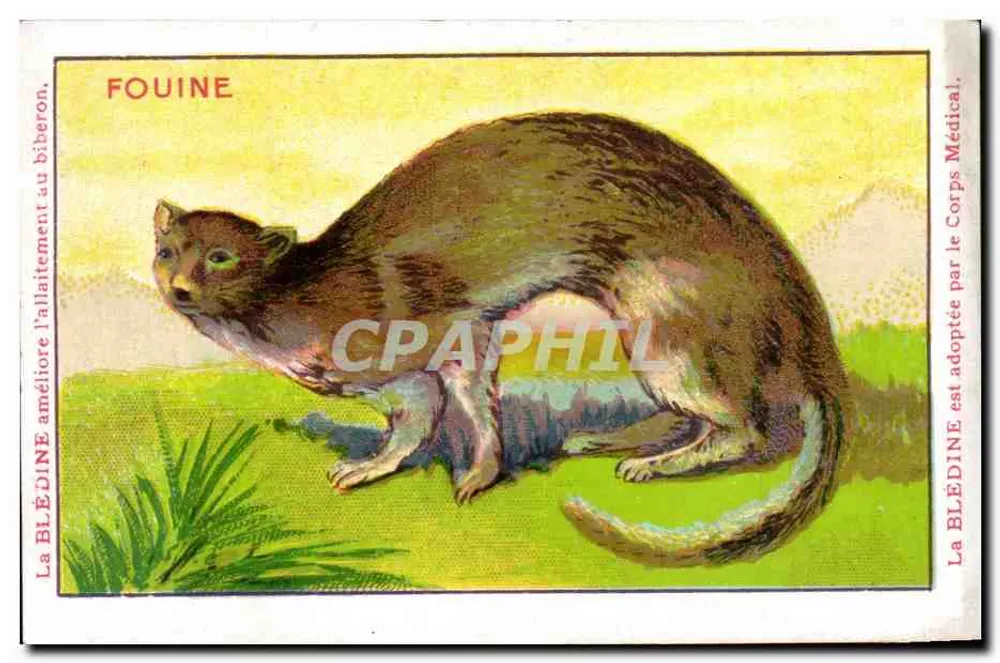 Füchse — Tierillustration — Blédine, Verlag Jacquesmaire - Vorderseite