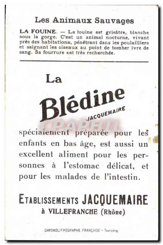 Füchse — Tierillustration — Blédine, Verlag Jacquesmaire - Rückseite