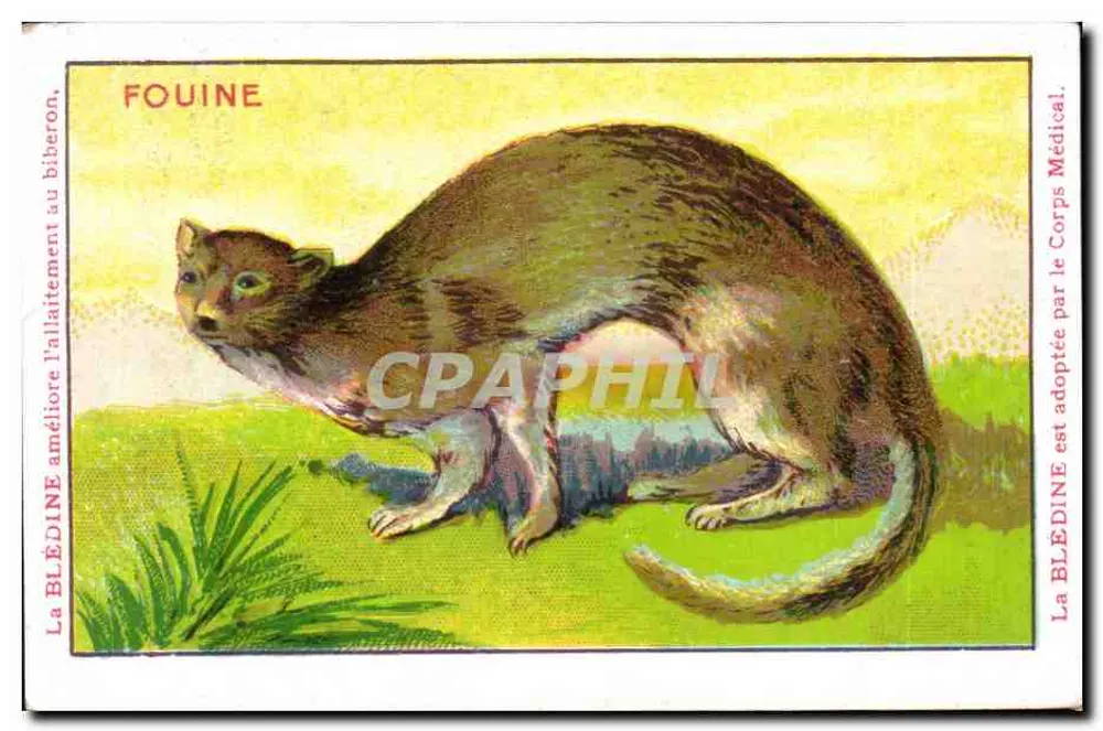 Fouine — Wildtiere — Blédine - Vorderseite