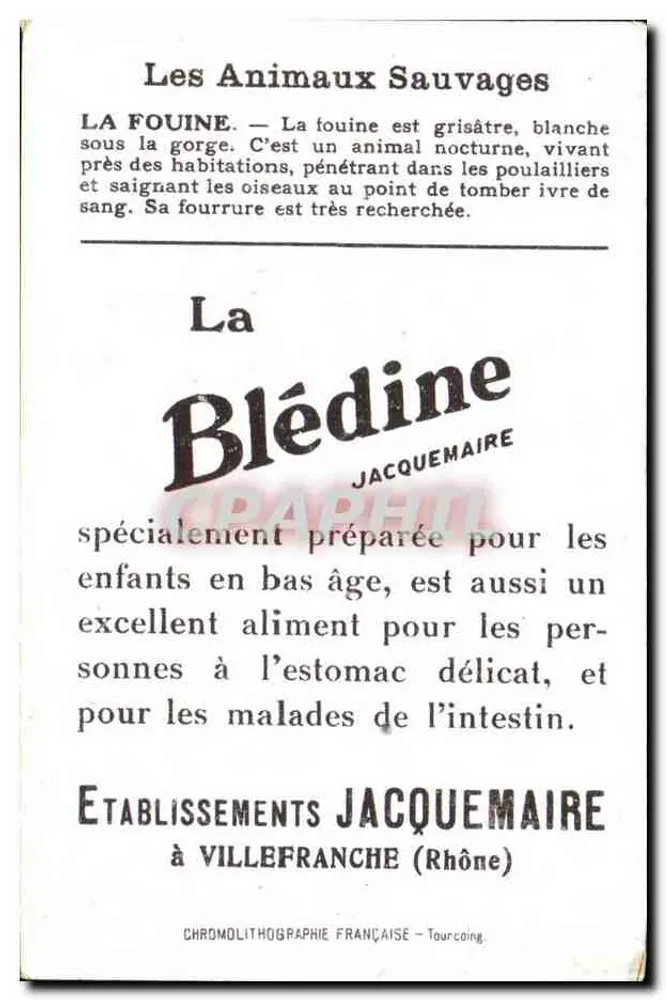Fouine — Wildtiere — Blédine - Rückseite
