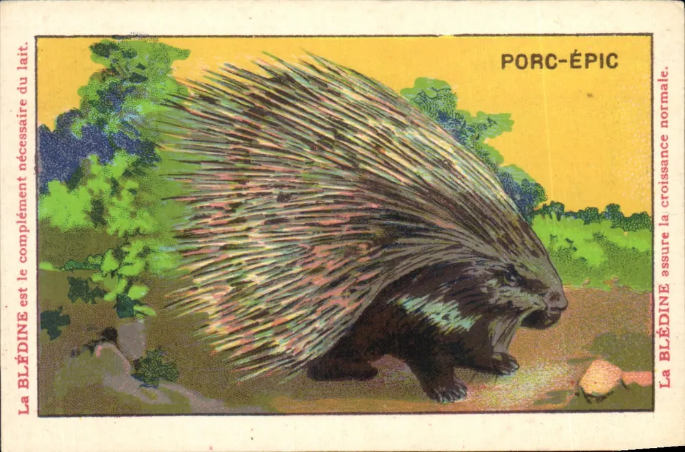 Dornschwein — Wildtiere — Blécão - Vorderseite