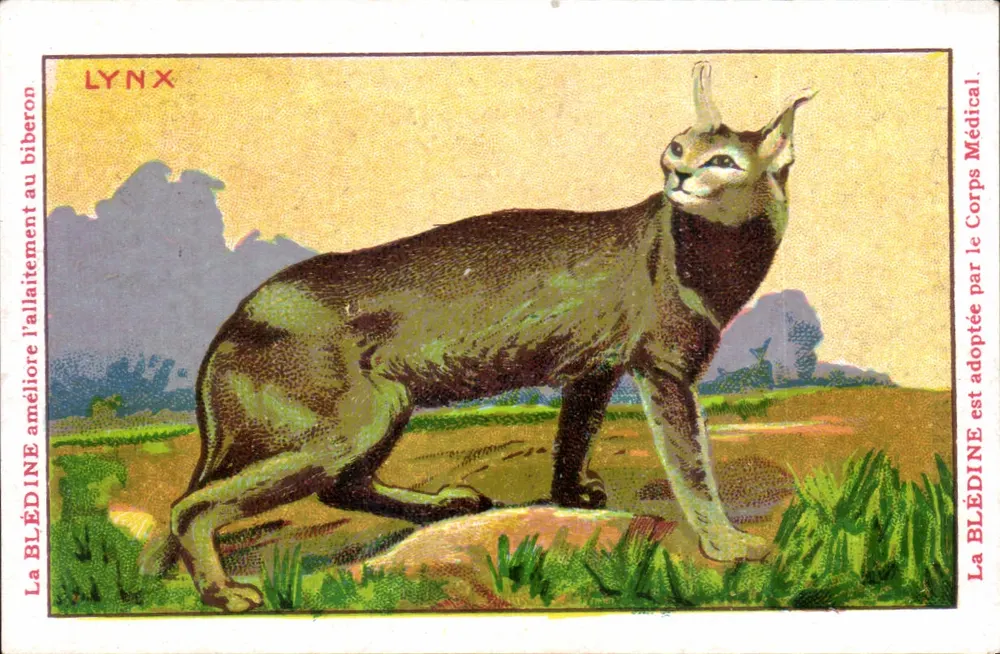 Lynx — Wildes Tier — Blédine Jacquemaire - Vorderseite