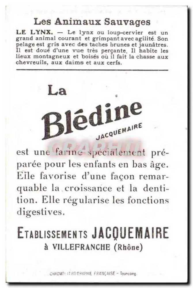 Lynx — Wildes Tier — Blédine Jacquemaire - Rückseite