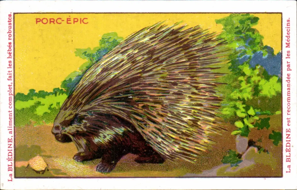 Dornschwein — Wildtiere — Blédine - Vorderseite