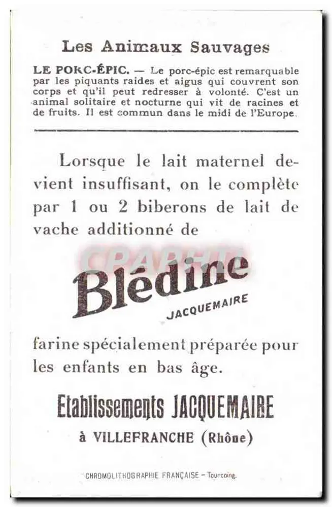 Dornschwein — Wildtiere — Blédine - Rückseite