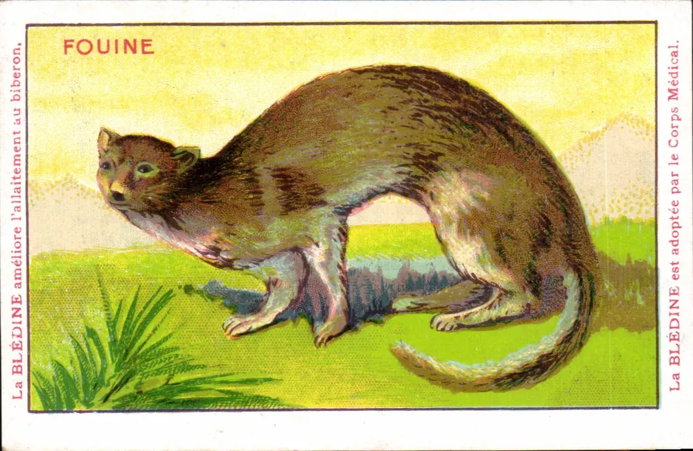 Fuchse — Tierillustration — Blédine Medical - Vorderseite