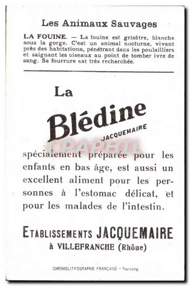 Fuchse — Tierillustration — Blédine Medical - Rückseite
