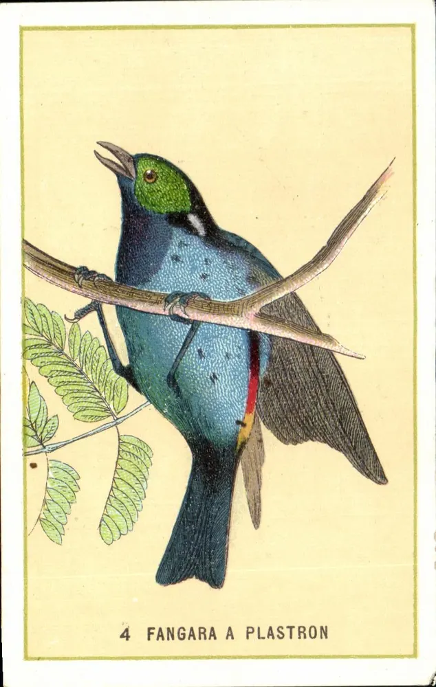 Fangara à Plastron — carta n°4 — G. Lecocq, editor - Frente