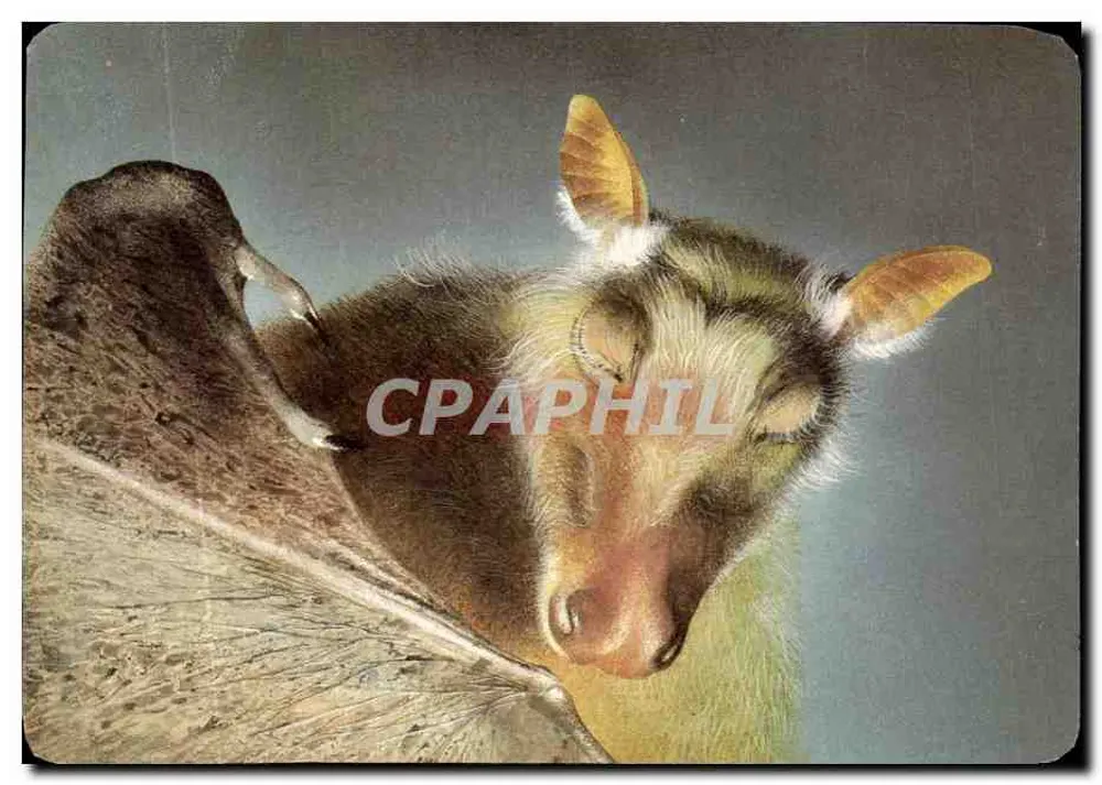 Roussette — zoogdier vleermuis — Collectie Tijdschrift van Mickey, N°70 - Voorkant