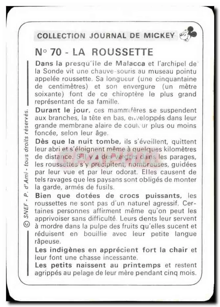 Roussette — zoogdier vleermuis — Collectie Tijdschrift van Mickey, N°70 - Achterkant