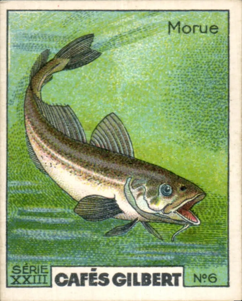 Morue — Série XXIII — Cafés Gilbert N°6 - Frente