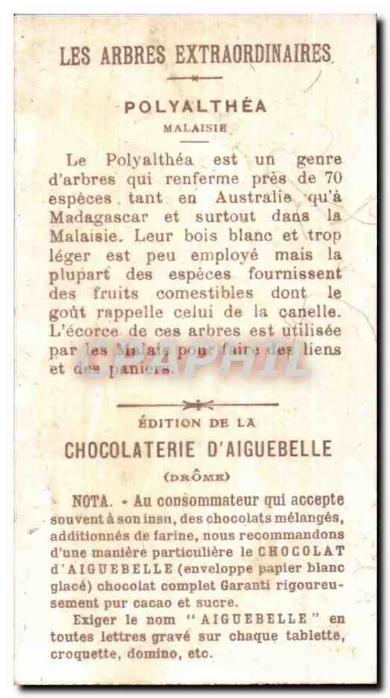 Polyalthéa — Malásia — Chocolateria de Aiguebelle - Verso