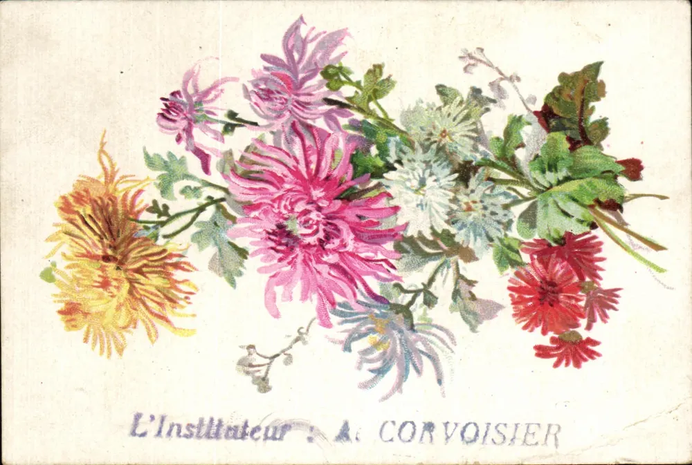 Chrysanthemen — Der Lehrer: A. Corvoisier — Moka Leroux - Vorderseite