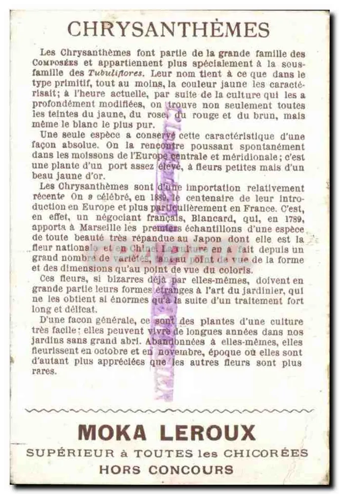 Chrysanthemen — Der Lehrer: A. Corvoisier — Moka Leroux - Rückseite