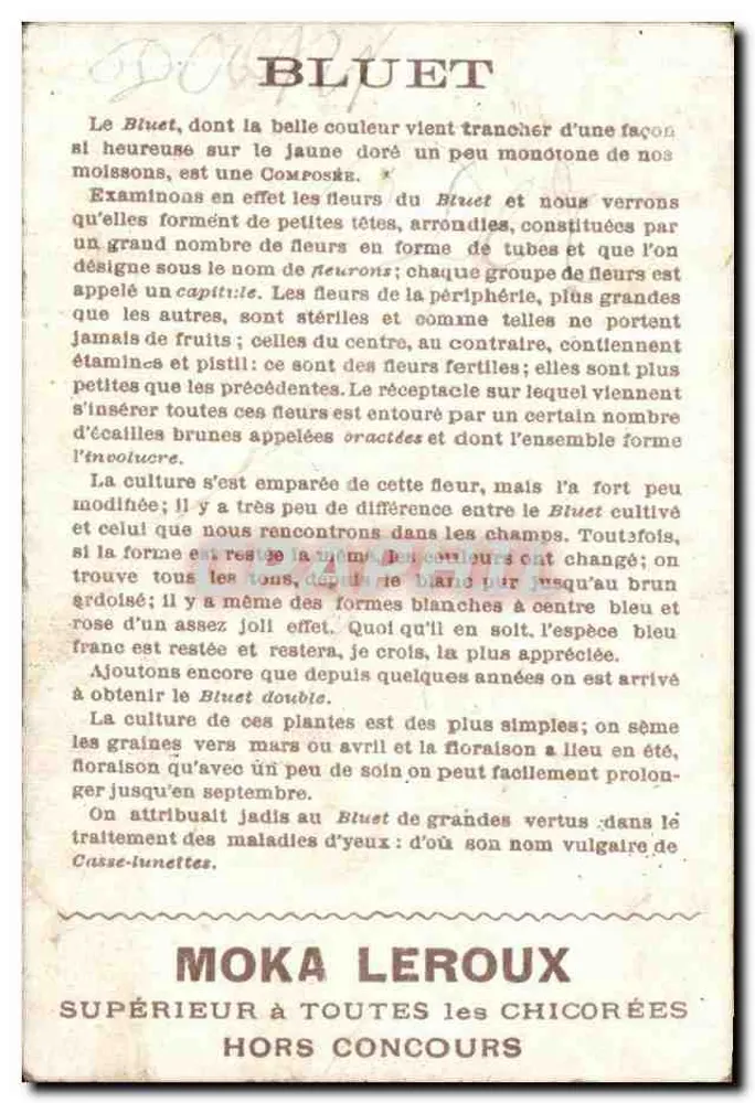 Arranjo de buganvílias — O Professor: A. CORVOISIER - Verso