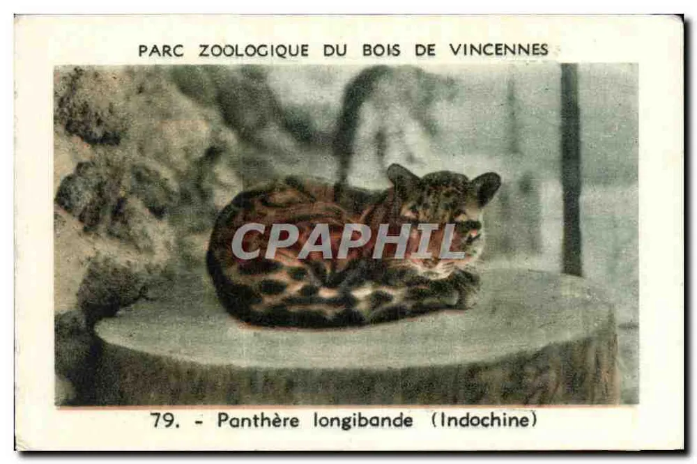 Langschwanzpanther (Indochina) — Zoologischer Park Bois de Vincennes — Serie 79 - Vorderseite
