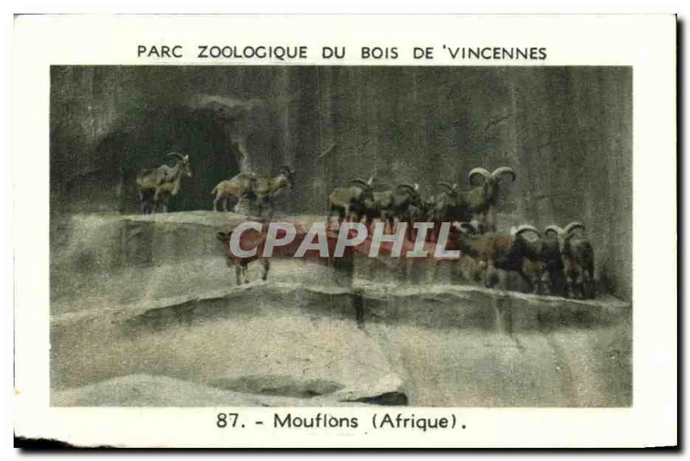Zoo-Park Bois de Vincennes — Schafe (Afrika) — Serie 87 - Vorderseite