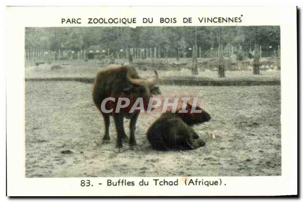 Zoo-Park Bois de Vincennes — Büffel aus dem Tschad (Afrika) — Serie 83 - Vorderseite