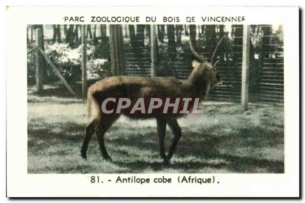 Kob-Antilope (Afrika) — Zoologischer Park Bois de Vincennes — Serie 81 - Vorderseite