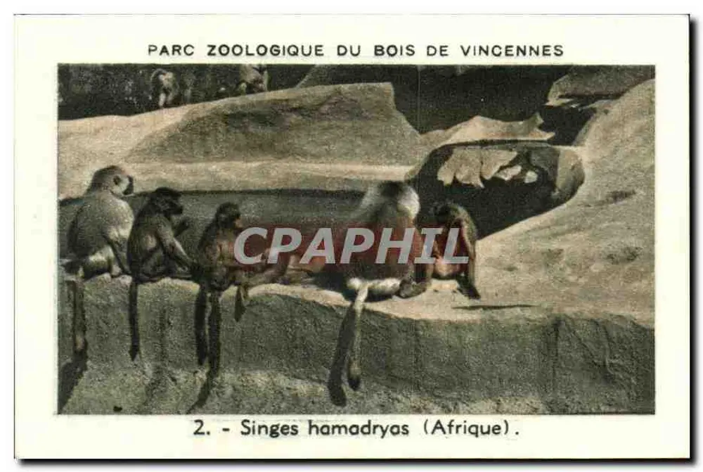 Parc Zoologique du Bois de Vincennes — Hamadryasaffen (Afrika) — Serie 2 - Vorderseite