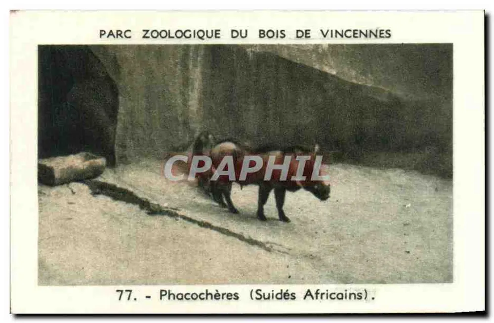 Phacocheren (afrikanische Suiden) — Zoologischer Garten Vincennes — Serie 77 - Vorderseite