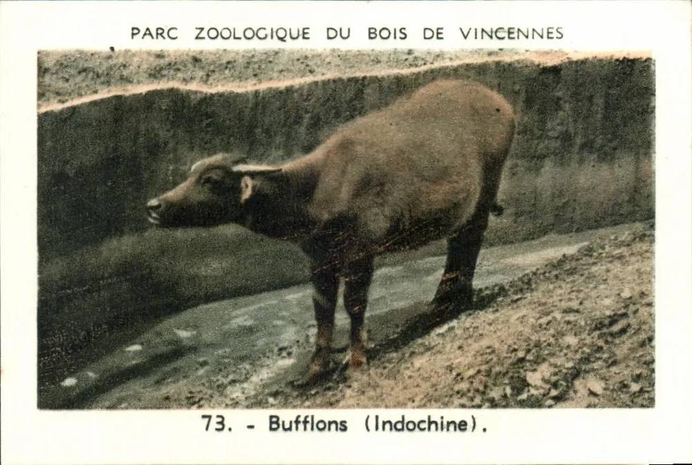 Büffel (Indochina) — Zoologischer Park Bois de Vincennes — Serie 73 - Vorderseite