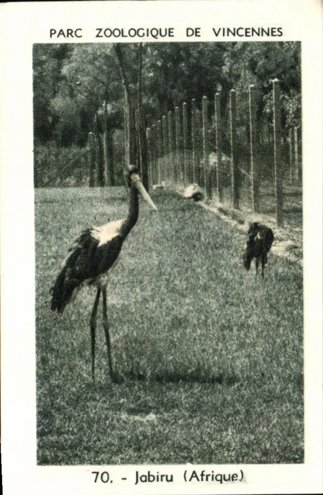 Jabiru (Afrika) — Zoo Vincennes — Serie 70 - Vorderseite